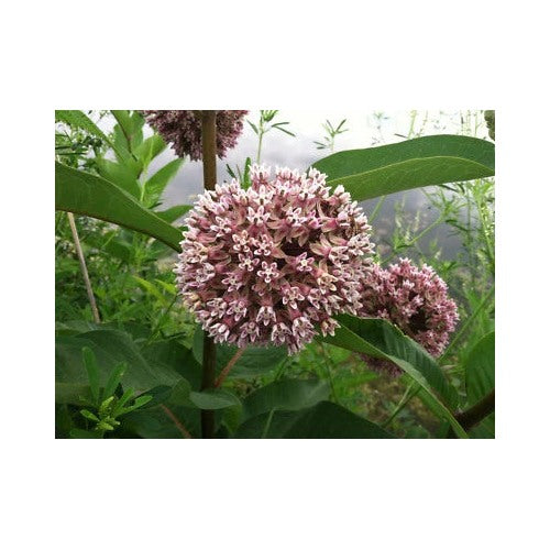 Milkweed Wildflower seeds [neera-v5-c8716e6aaedff38b4c3c]