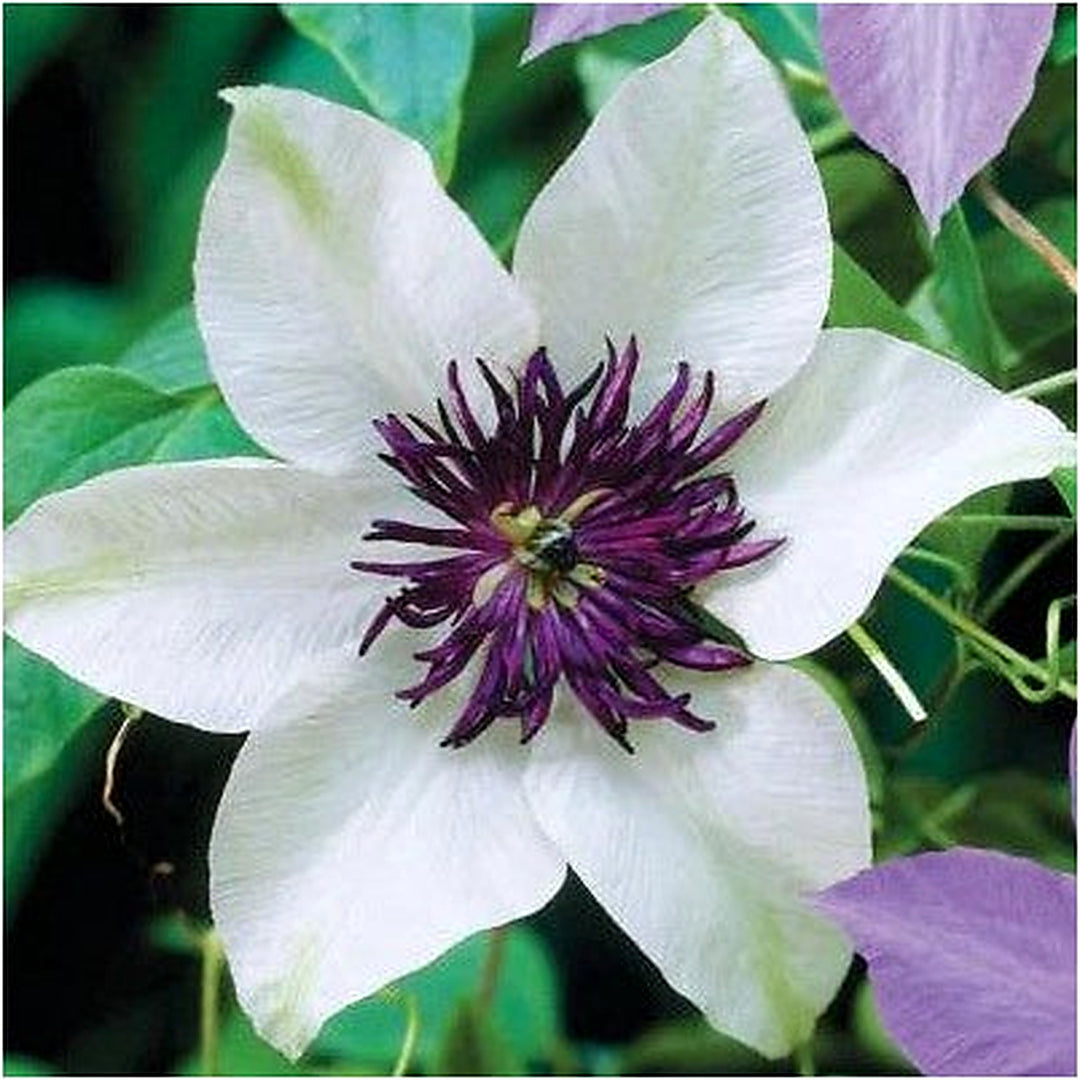 White Purple Clematis Planting Flowers Perennial Bloom Flower Us Seller Heirloom Non Gmo Flower [neera-v5-c87d657d3a8e70b14a7a]