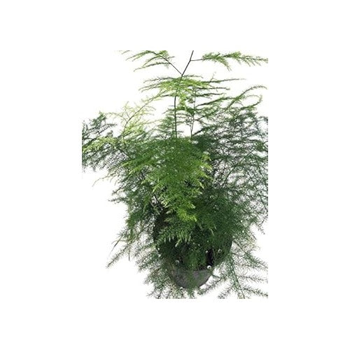 Green Asparagus Plant Seeds for Planting [neera-v5-c8844e25611d5965c8be]