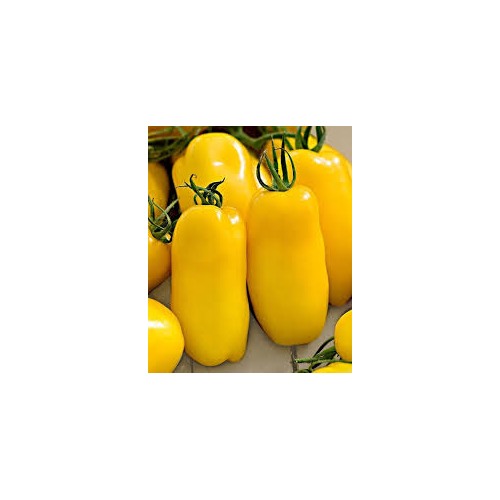 Yellow Banana Tomato Seeds for Planting [neera-v5-c895524ea3be954bbc6b]