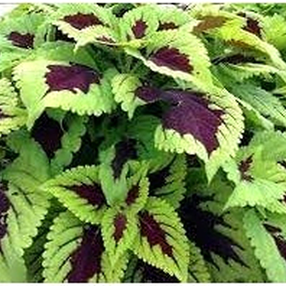 Heirloom Non-GMO Kong Lime Flower Seeds for Planting [neera-v5-c8a43cc986994a3185c1]