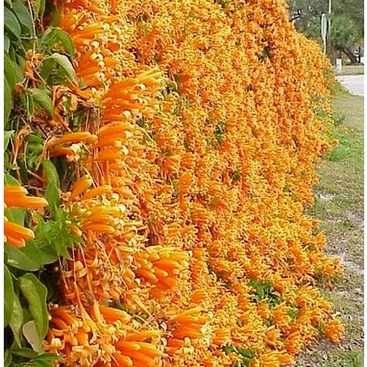 Red Pyrostegia Venusta Flower Seeds for Planting [neera-v5-c8a5bd552207ddc29cd6]