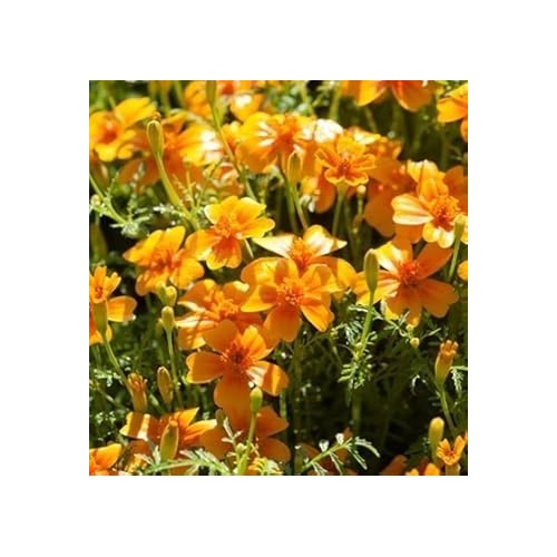 Yellow Marigold Tangerine Flower Seeds for Planting [neera-v5-c8a7a92abf7e2d20aa55]
