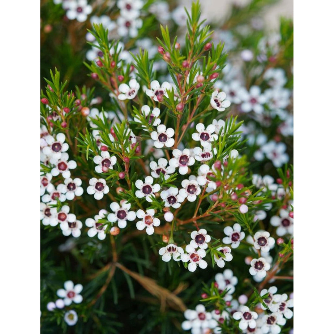 White Heirloom Chamelaucium Flower Non Gmo Blooms For Planting Flower Seeds for Home Garden [neera-v5-c8a8146365f369a4f7b0]