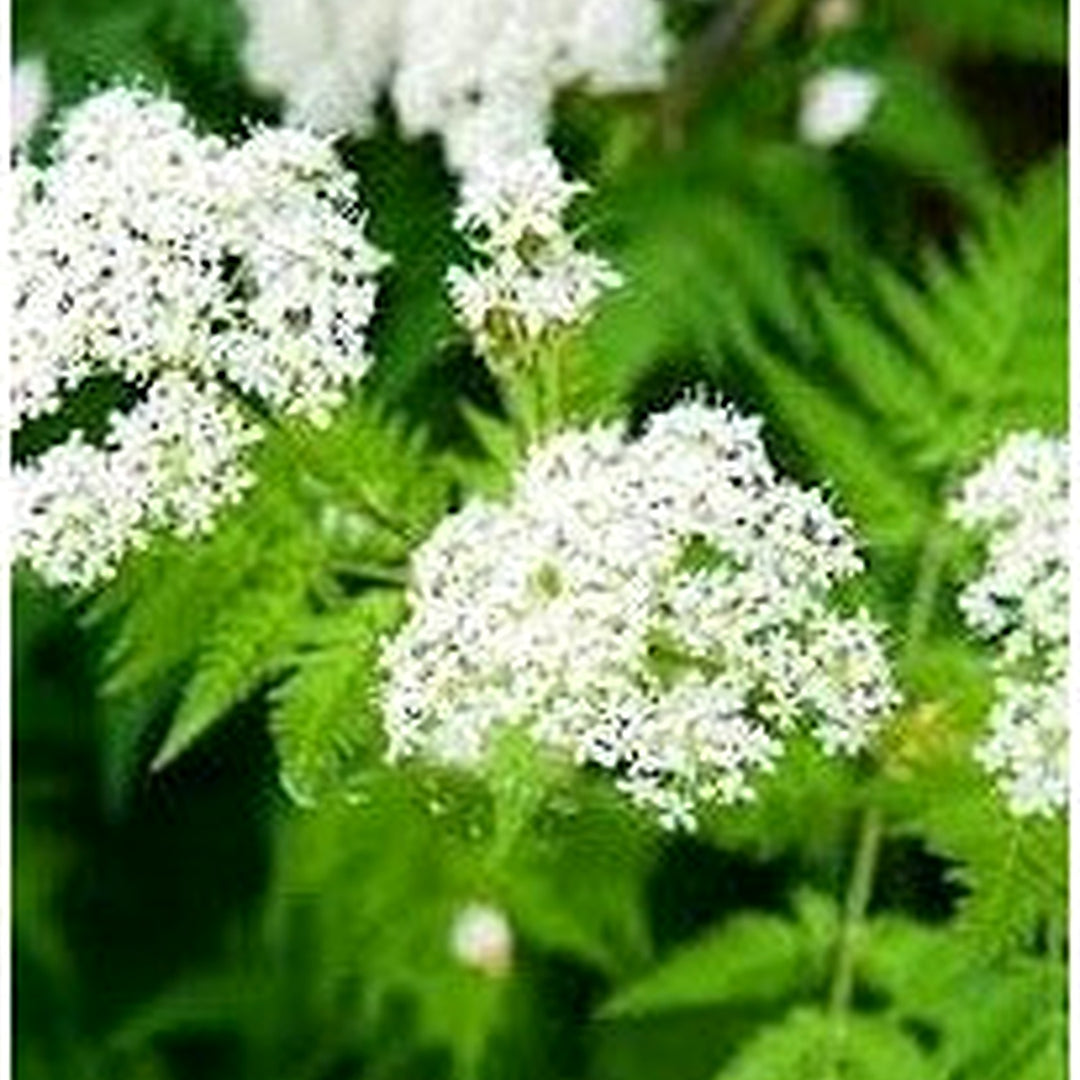 Cicely Flower For Planting Flower Seeds for Home Garden Planting, Landscape Organic Blooming [neera-v5-c8b533aad50d3cd93085]