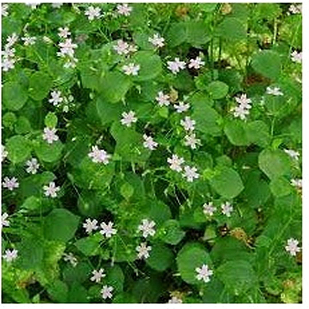 White Claytonia Sibirica Non Gmo Heirloom Flower For Planting Flower Seeds for Home Garden [neera-v5-c8bd3c1cf8c8c8bf3b52]