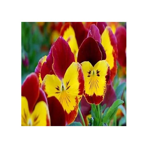 Red &amp; Yellow Pansy Heirloom Non-GMO Seeds for Planting [neera-v5-c8be347ce35729bed6e8]