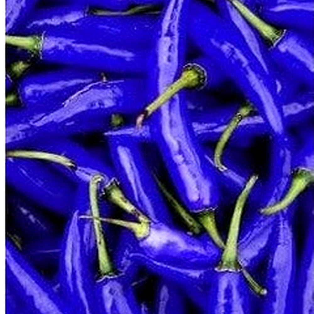 Sky Blue Pepper Seeds for Planting [neera-v5-c8d3aa708e27560f52e9]