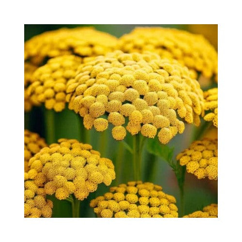 Gold Yarrow Planting Heirloom Non Gmo Store Flower Seeds Home Garden Planting, Landscape [neera-v5-c8df47631ef57bbddd87]