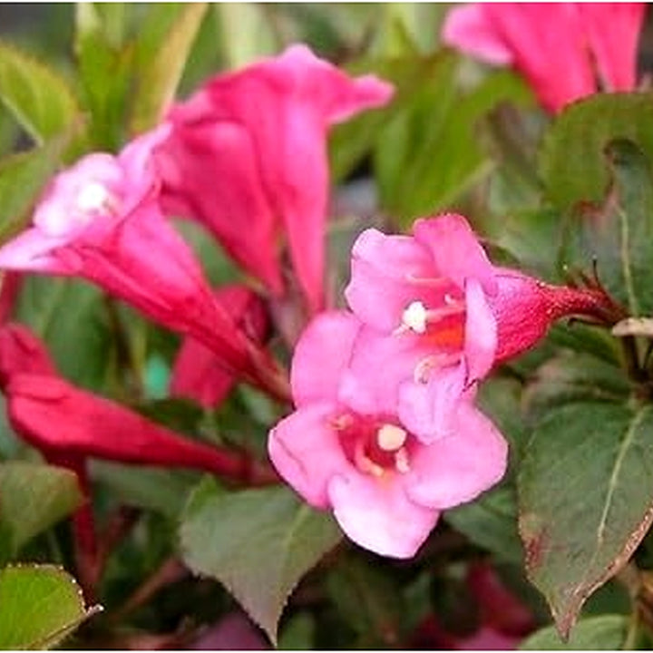 Weigela Florida Flower Seeds for Planting, Heirloom, Non-GMO [neera-v5-c8e161889affd86a4b16]