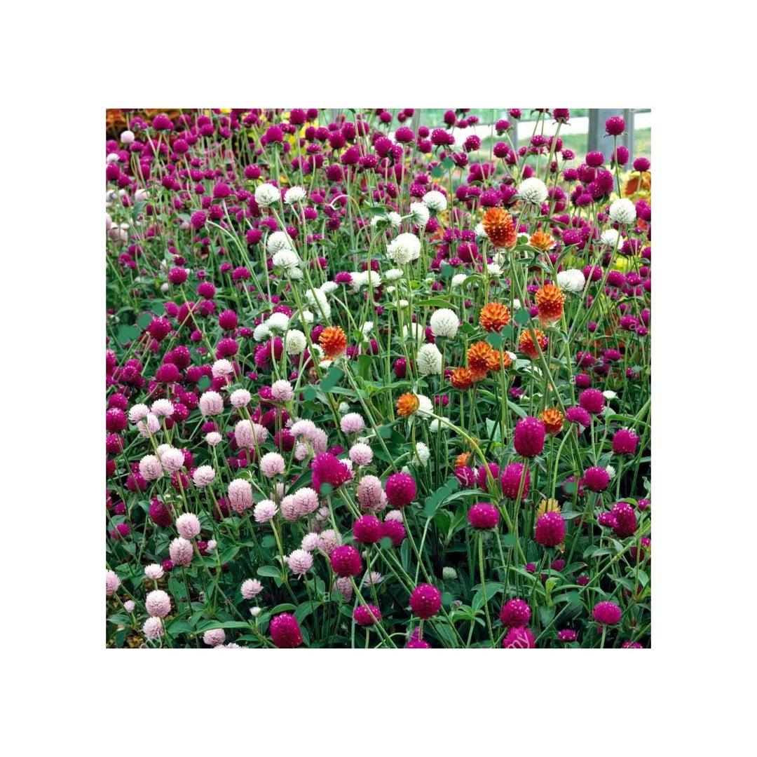 Heirloom Non Gmo Gomphrena Flower For Planting Globe Amaranth Drought Tolerant Blooms Flower Seeds [neera-v5-c8e83e90fcb3602d070f]