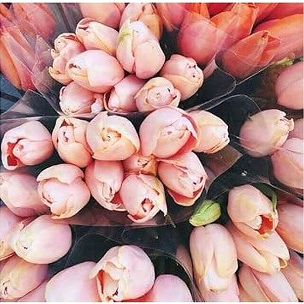 Heirloom Pale Pink Tulip Flower Seeds for Planting [neera-v5-c8ede9382e93070d0a8c]