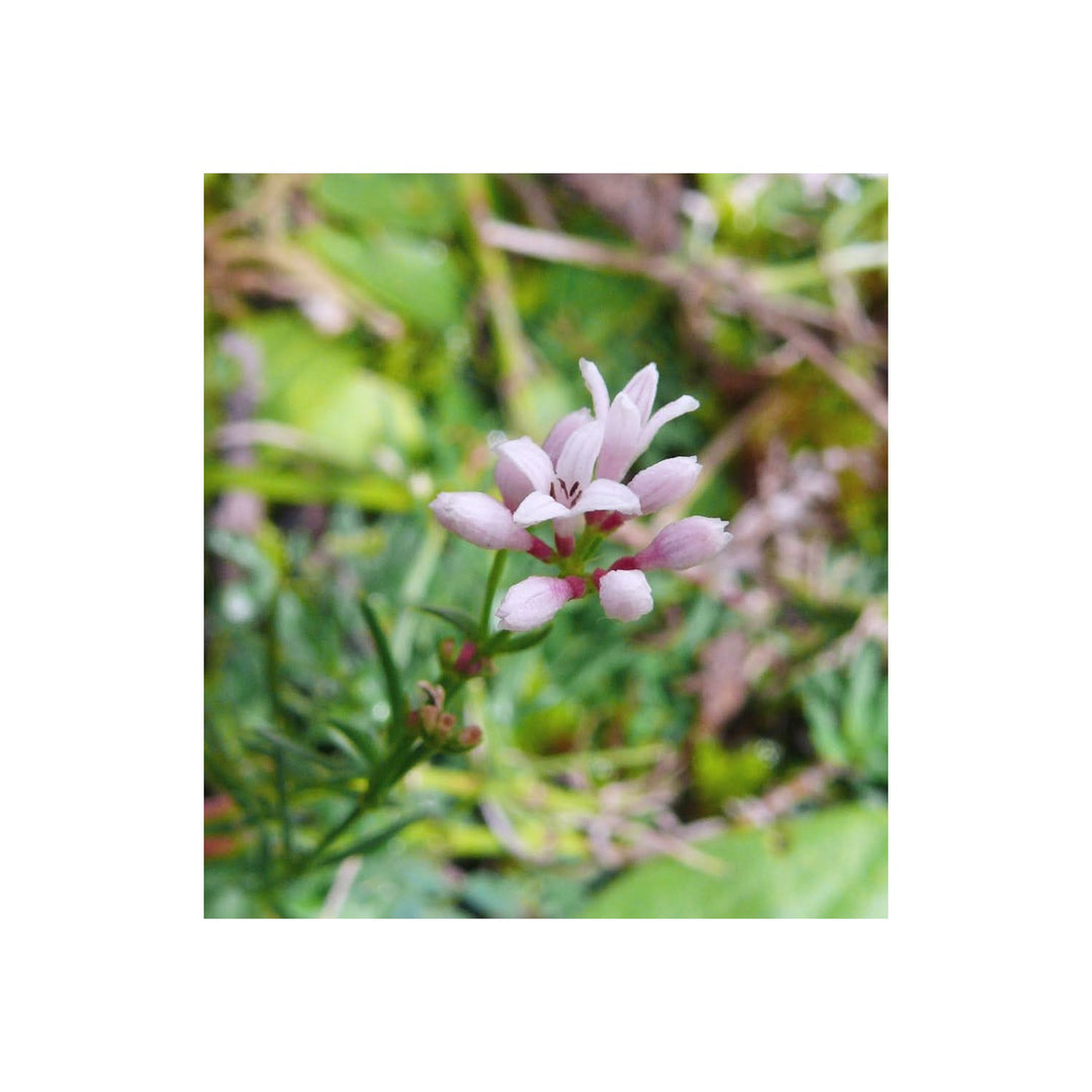 Pink Heirloom Non Gmo Woodruff Flower For Planting Fragrant Shade Loving Garden Blooms Flower Seeds [neera-v5-c8ef46ff6e1e824a1383]