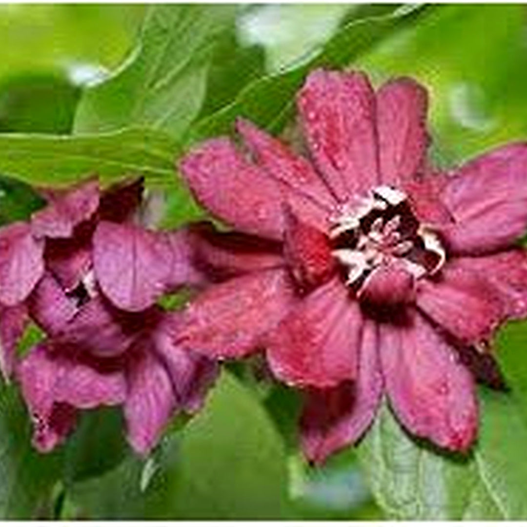 Maroon Carolina Allspice Flower Seeds for Planting [neera-v5-c8f839c9c95beef1269b]