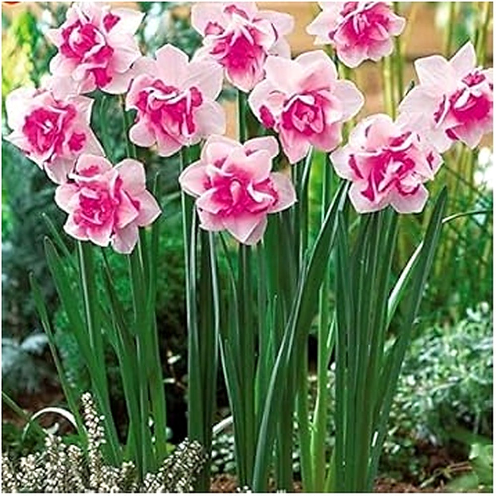White & Pink Narcissus Heirloom Non-GMO Seeds for Planting [neera-v5-c8fca32c6d0fd4313b9b]