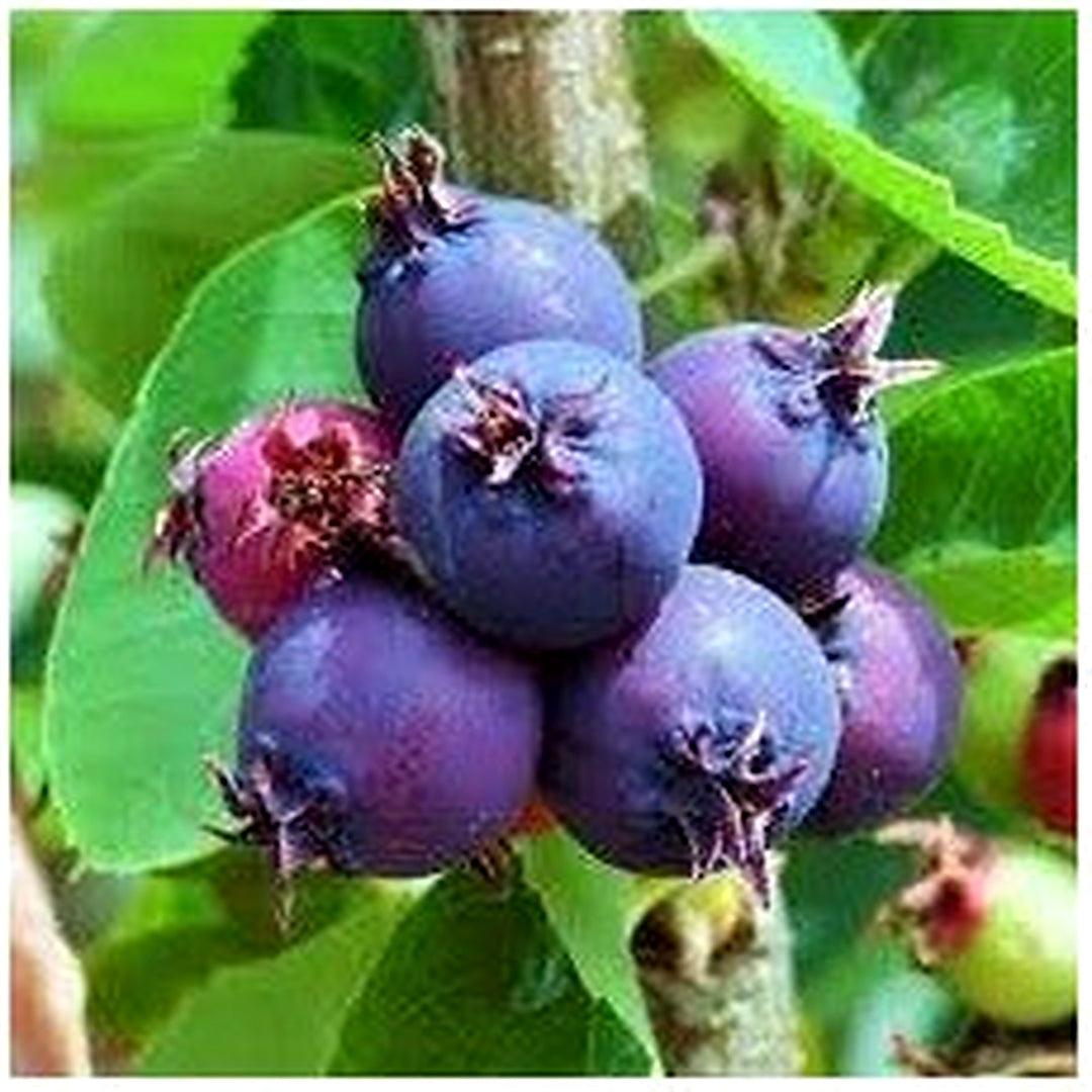 Saskatoon Fruit Seeds for Planting [neera-v5-c90278490f14817e721d]