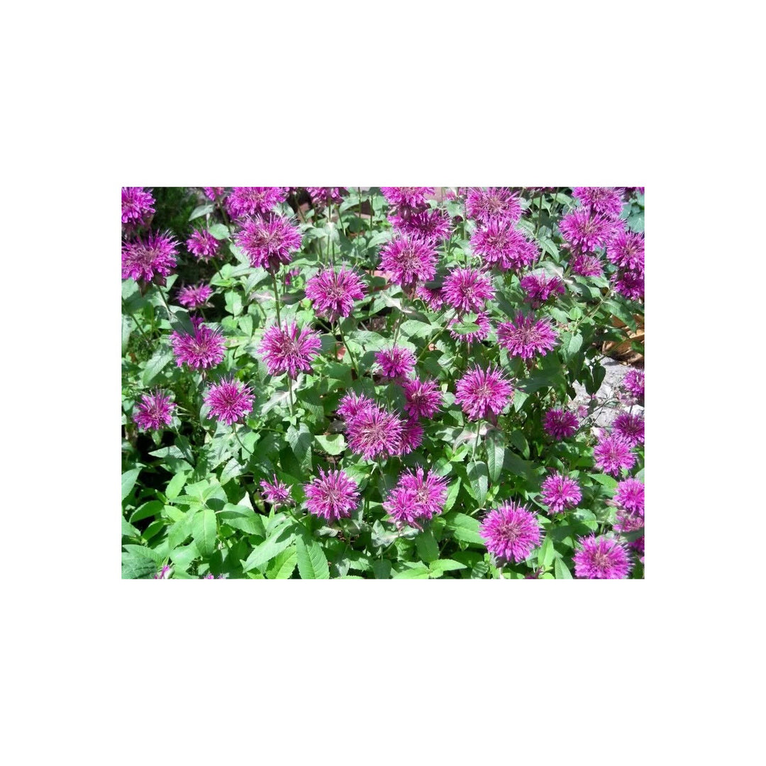 Heirloom Non Gmo Monarda Flower For Planting Bee Balm Blooms For Pollinator Gardens Flower Seeds [neera-v5-c907f13bc8c029e0c86c]