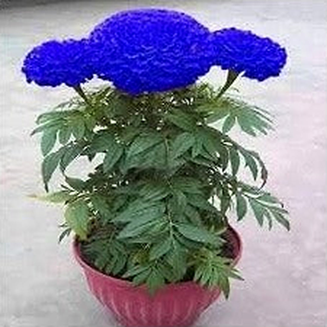 Blue Maidenhair Fern Plant Seeds [neera-v5-c90dcab2bbc4d582e835]