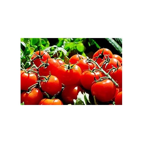 Red Tomato Seeds for Planting [neera-v5-c914f3a2819ed3706cbc]