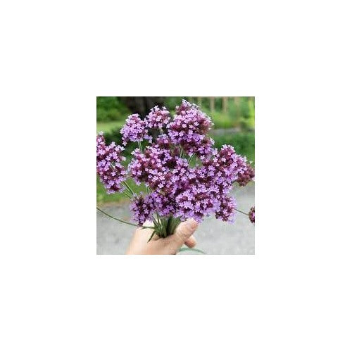 Verbena Flower Seeds for Planting [neera-v5-c919238df24504b1950e]