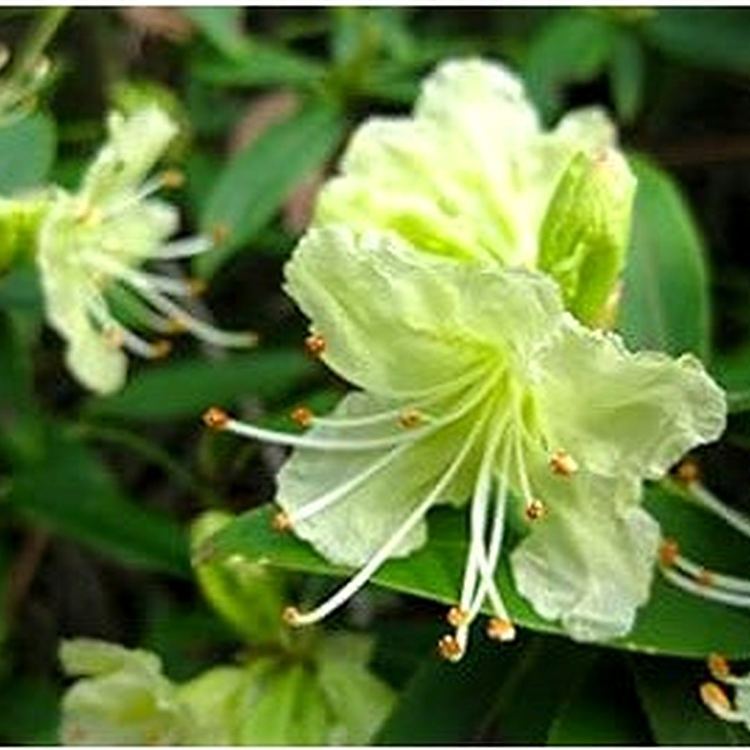 Organic Heirloom Green Rhododendron Azalea Flower Seeds for Planting [neera-v5-c9201e1e12f171cd0327]