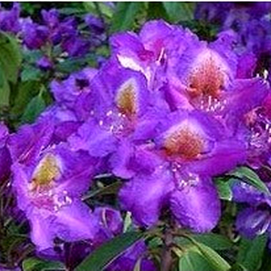Violet Brown Rhododendron Flower Seeds for Planting [neera-v5-c927534d080626c8f663]