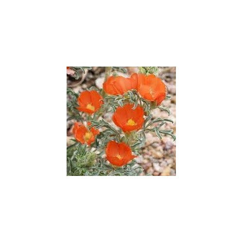 Heirloom Globemallow Flower Seeds, Non-GMO Drought-Tolerant Blooms for Wildflower Garden Planting [neera-v5-c92cec408487c045273e]
