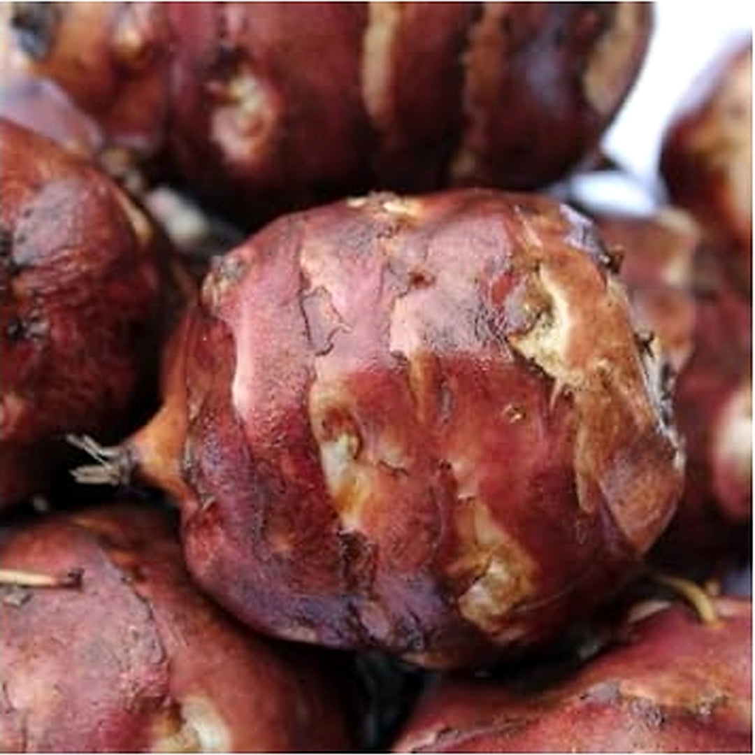 Topinambur (Jerusalem Artichoke) Seeds [neera-v5-c9355ec31de8e7fb199f]