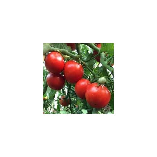 Red Tomato Seeds for Planting [neera-v5-c942c702affcd6e4a6b6]