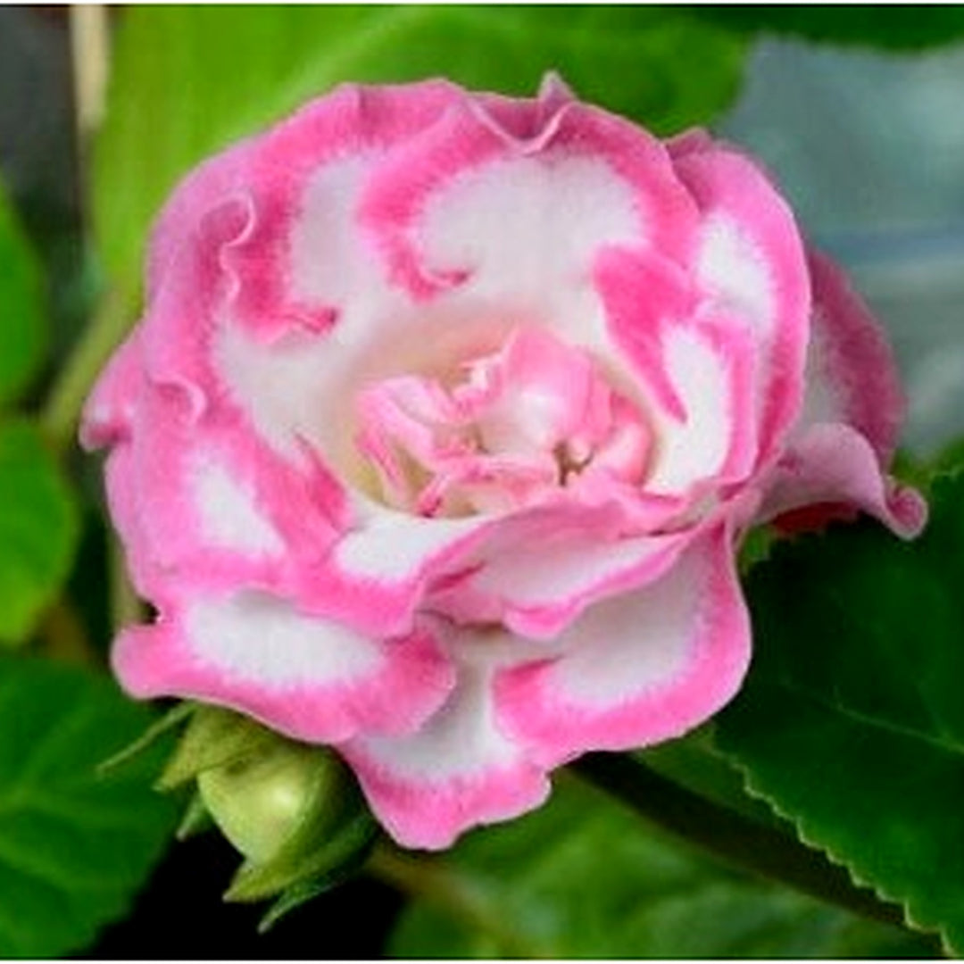 Pink White Gloxinia Flower Planting Seeds for Garden [neera-v5-c958b44965f81383d68a]