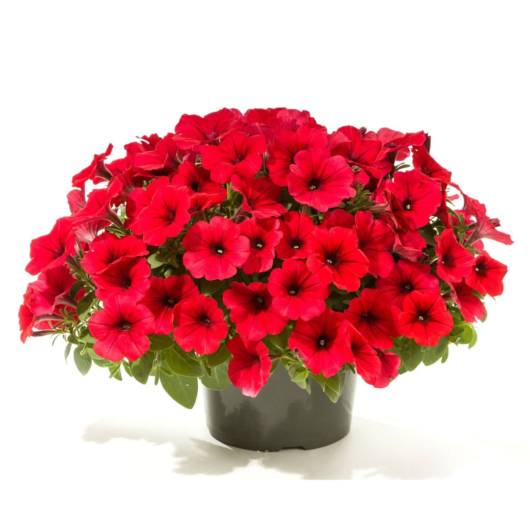 Petunia Petunia Hybrida Flower For Planting In Vertical Garden Setups Window Boxes Flower Seeds [neera-v5-c95db22cbb8b51ddf888]
