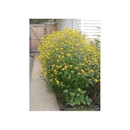 Yellow Rudbeckia Triloba Flower Seeds [neera-v5-c961f8a15870bed082d4]