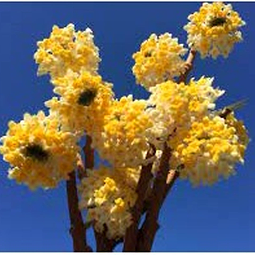 Heirloom Non-GMO Yellow Edgeworthia Flower Seeds for Planting [neera-v5-c969cf7e32bafe3745cf]
