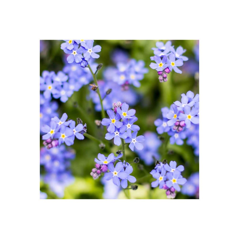 Lavender Organic Myosotis Sylvatica Flower For Planting Heirloom Non Gmo Flower Seeds for Home [neera-v5-c9743594701134012b30]