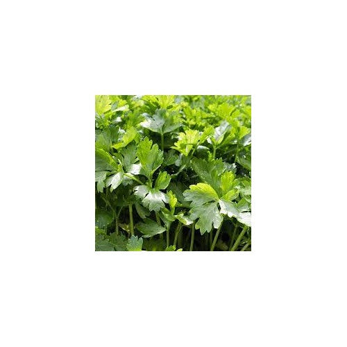 Organic Cilantro Herb Seeds for Planting [neera-v5-c9853c57ae1bc15fbadf]