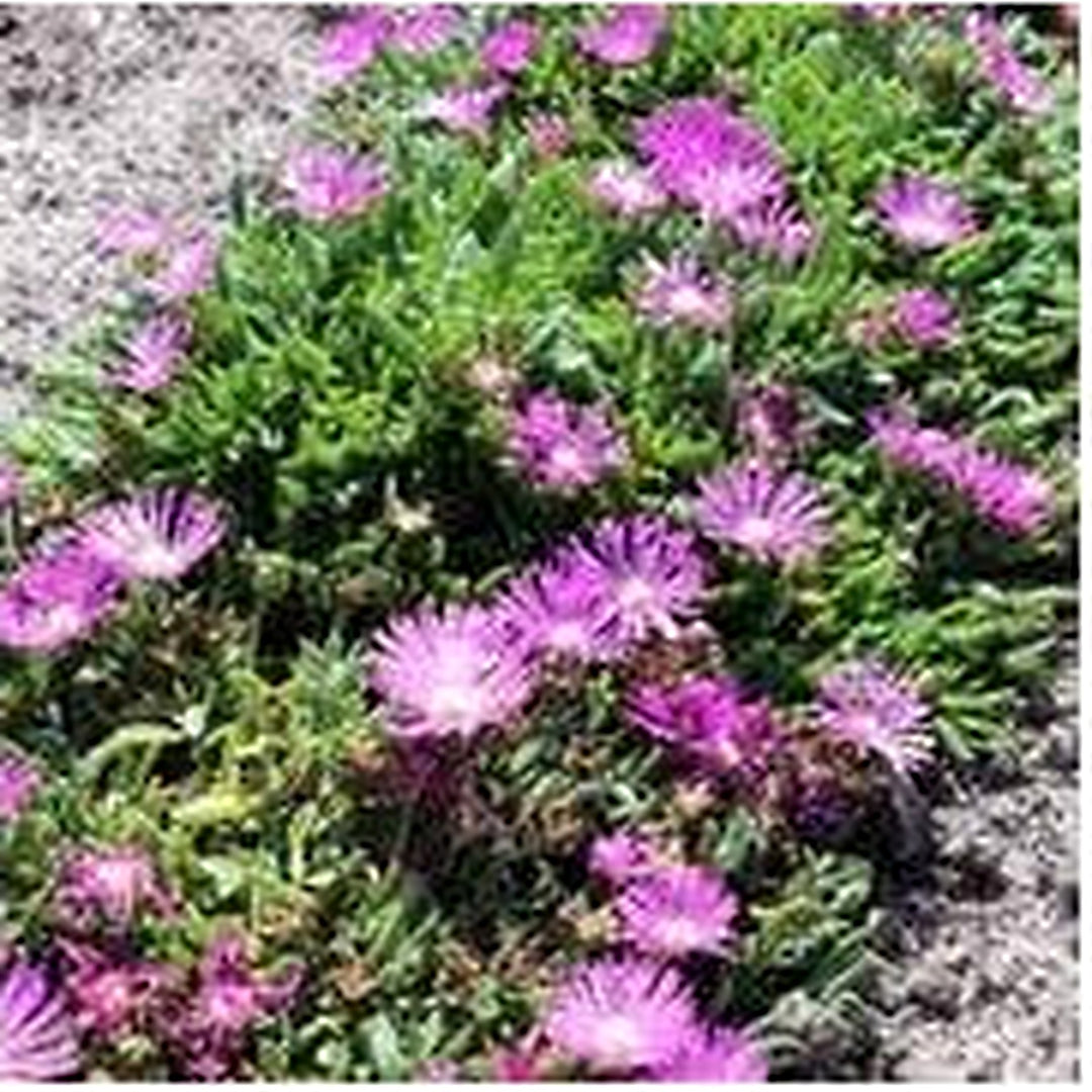 Fuschia Ice Plant Heirloom Non Gmo Flower For Drought Tolerant Garden Planting Flower Seeds for [neera-v5-c98da88cc403d257ca86]