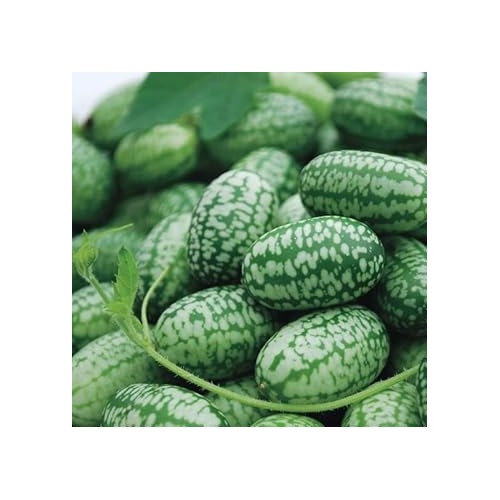 West Indian Gherkin Cucumber Seeds for Planting [neera-v5-c99b0110e6d002564153]
