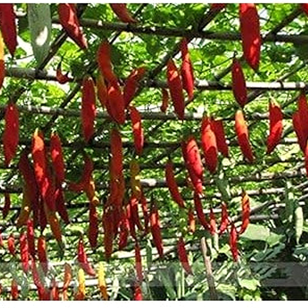 Red Snake Gourd Seeds for Planting [neera-v5-c9a3681c584a72ebb88b]