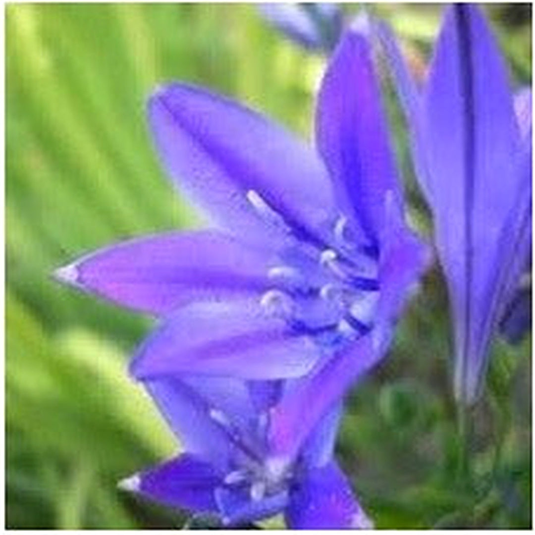 Fabiola Flower For Planting Non Gmo Flower Seeds for Home Garden Planting, Landscape Organic [neera-v5-c9a6a726a788a57bb3b0]