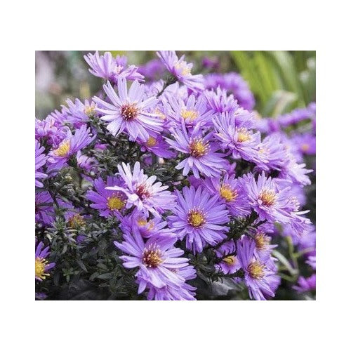 New England Aster Aster Novae Angliae Perennial Usa Heirloom Non Gmo Flower Seeds Home Garden [neera-v5-c9a82db582ad2fbf4569]