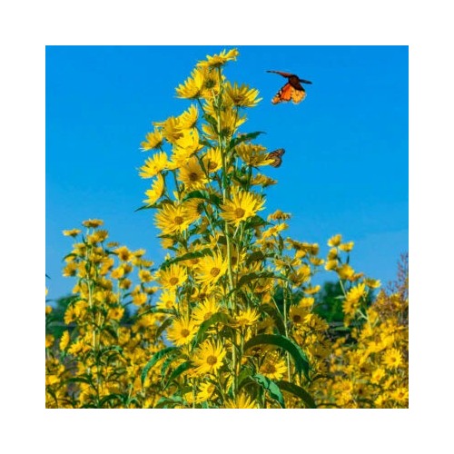 Sunflower Maximilian Perennial Flowers Butterflies Finches Usa Non Gmo Heirloom Flower Seeds [neera-v5-c9bdc21fb4acb288397f]