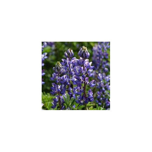 Lavender Arroyo Lupine Flower Seeds for Planting [neera-v5-c9c43762141cad249f5c]