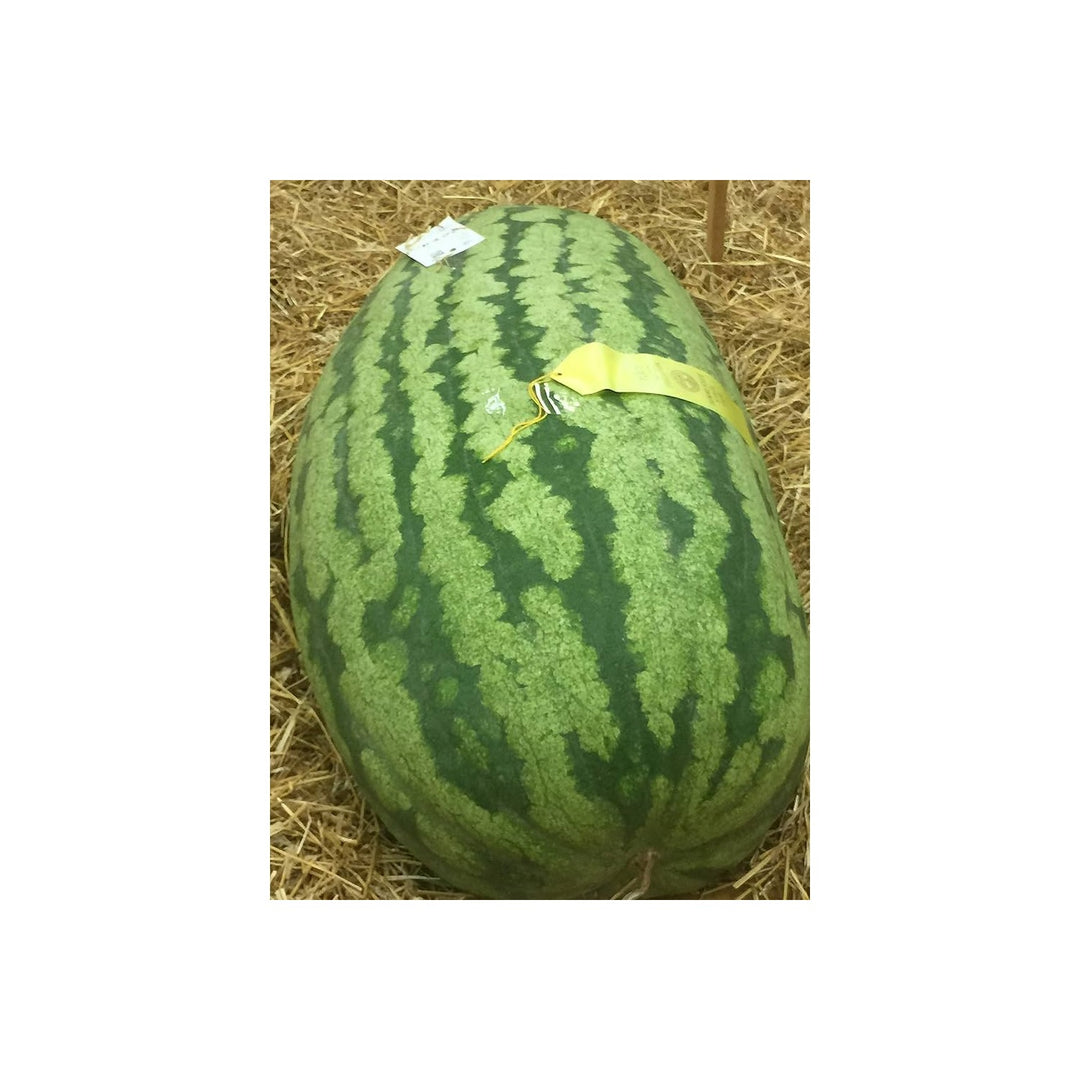 Carolina Cross Watermelon Seeds for Planting (Citrullus lanatus) [neera-v5-c9cf91df4f2504a7e6b8]