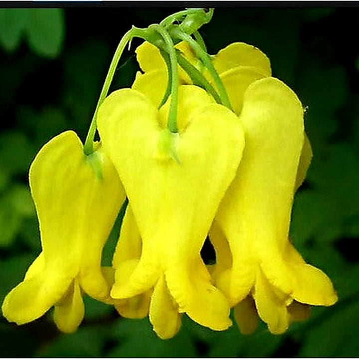 Heirloom Dark Yellow Heart Flower Seeds for Planting [neera-v5-c9d2404b2b28b6eafadb]