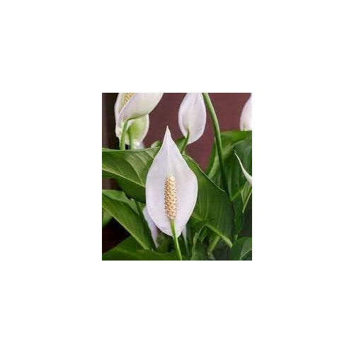 Peace Lily Plant Seeds for Planting [neera-v5-c9d63f0c67d39db3d05b]