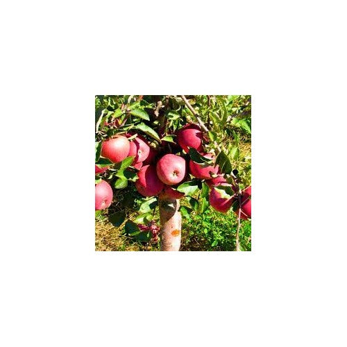 Apple "Pink Lady" Fruit Tree Seeds for Planting [neera-v5-c9d93e4d9a42f88e686d]