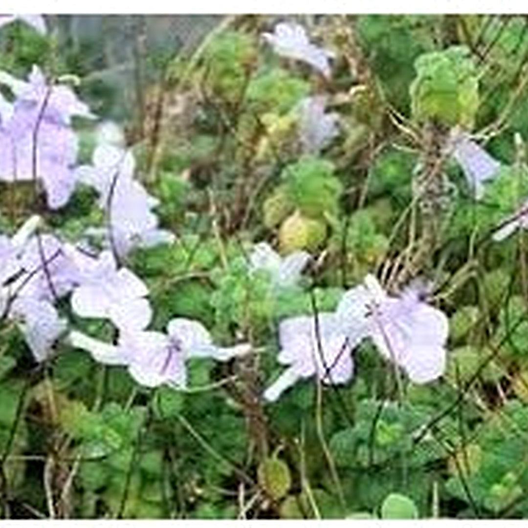 Heirloom Non-GMO Streptocarpus Flower Seeds for Garden Planting [neera-v5-c9e0dfc0ba0f5dc397f9]