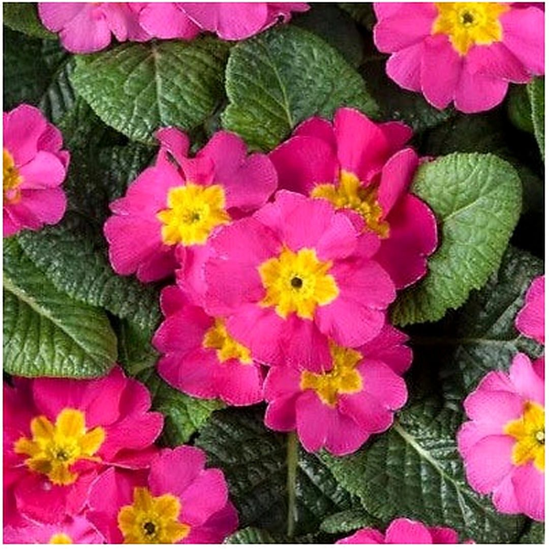 Primula Planting Primula Optic Rose Primrose Planting Heirloom Non Gmo Drought Tolerant [neera-v5-c9f4cdde2642f28bdb01]