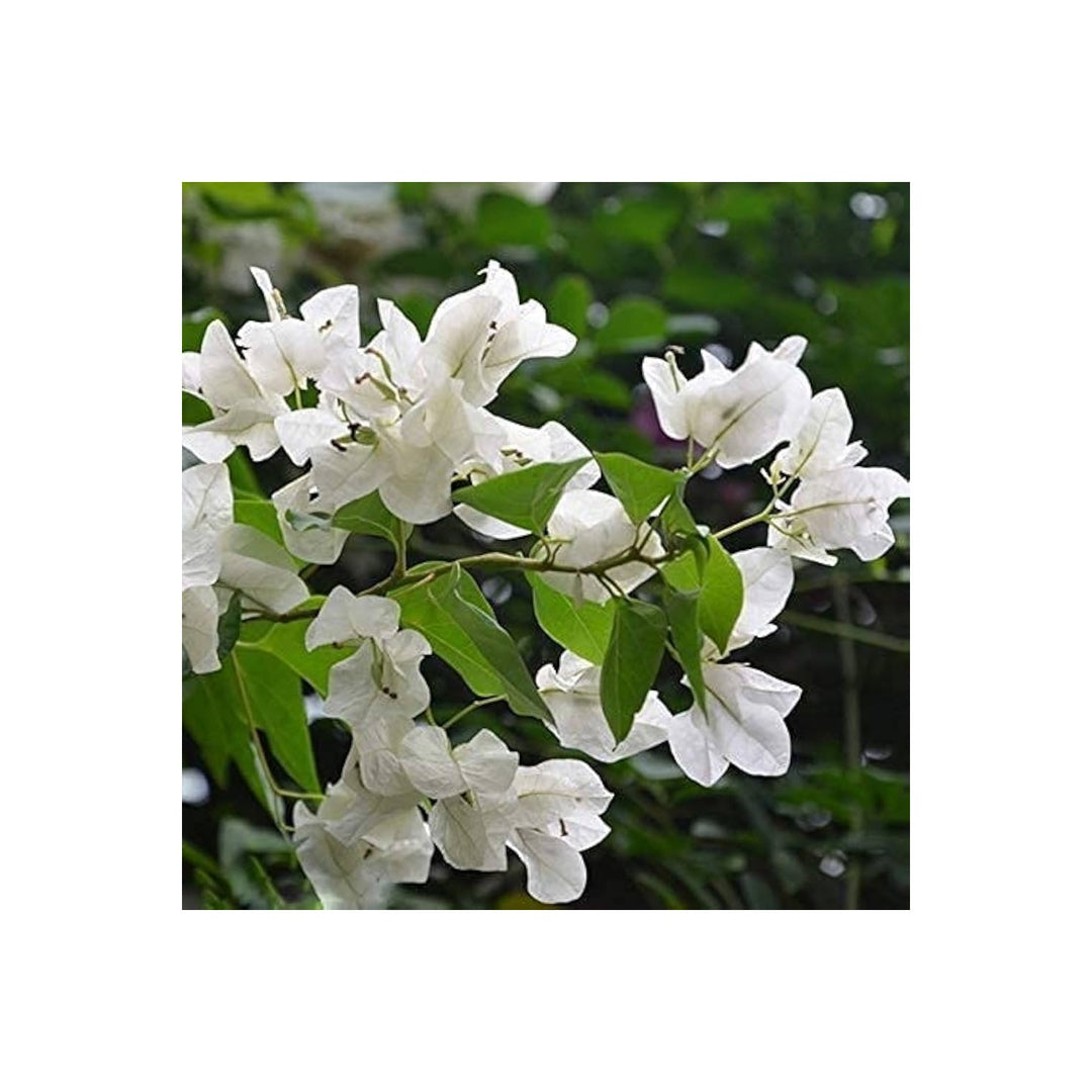 White Bougainvillea Kousa Flower Heirloom Non Gmo Flower For Planting Flower Seeds for Home Garden [neera-v5-c9f84f93feb3134b8315]
