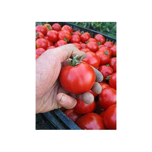 Red Tomato Seeds for Planting [neera-v5-c9fc2699075f8c42fe3c]